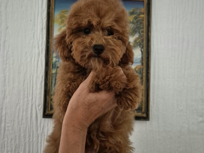 Mini Pudla zenkica na prodaju