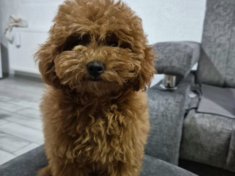 Mini Pudla zenkica na prodaju