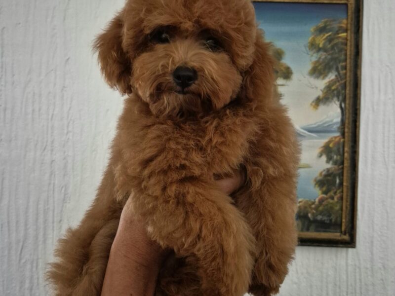 Mini Pudla zenkica na prodaju