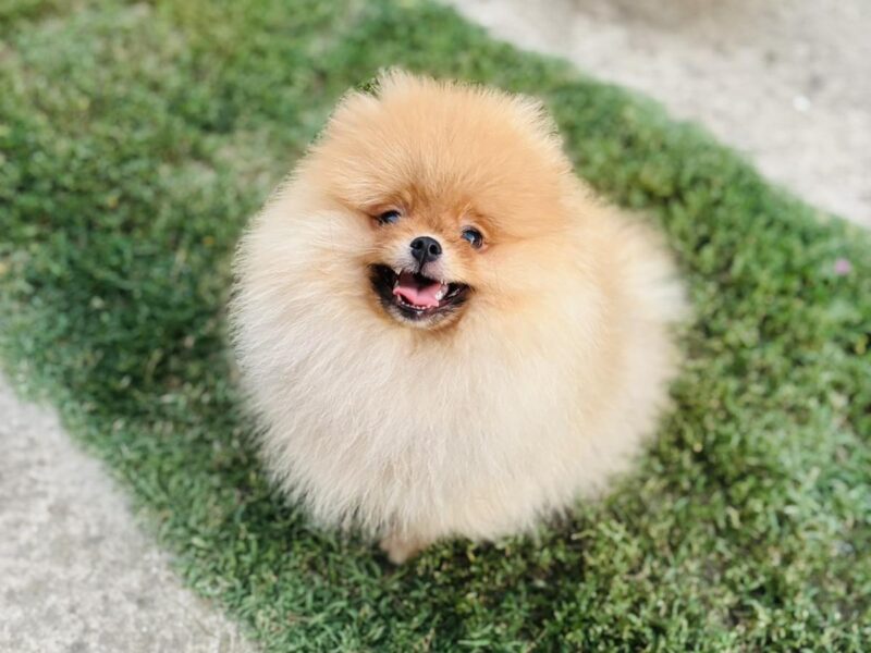 Pomeranac musko stene