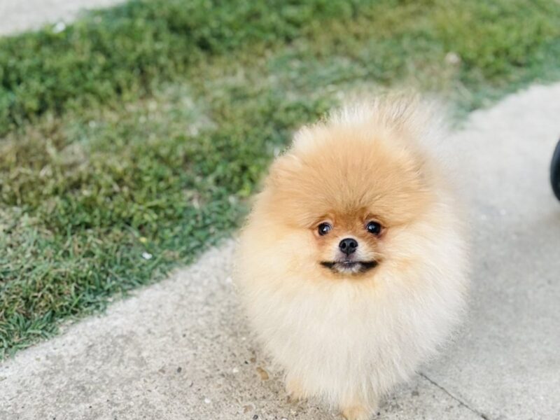 Pomeranac musko stene