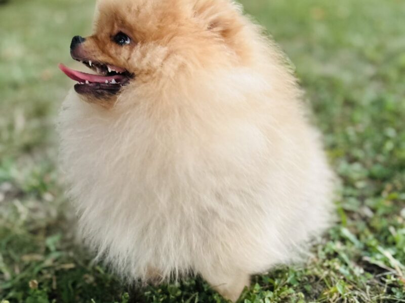 Pomeranac musko stene