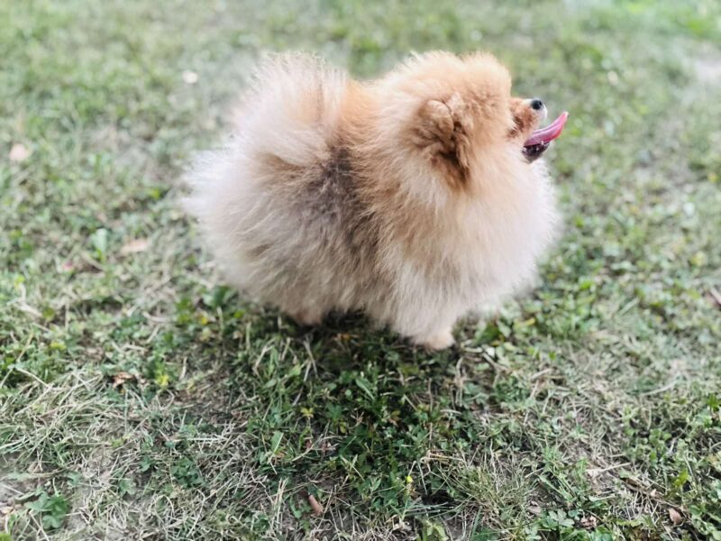 Pomeranac musko stene