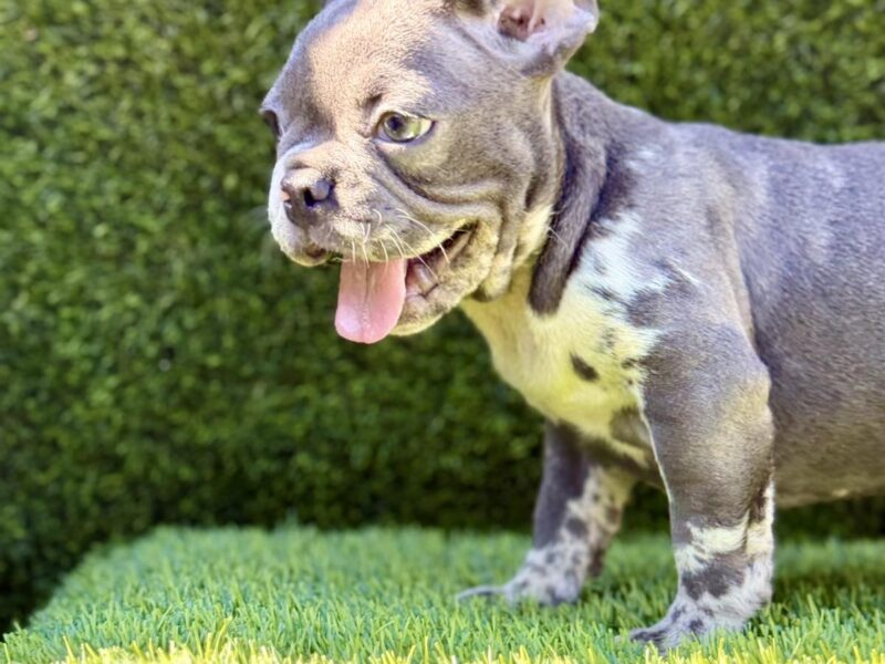 Francuski Buldog prelepi štenci