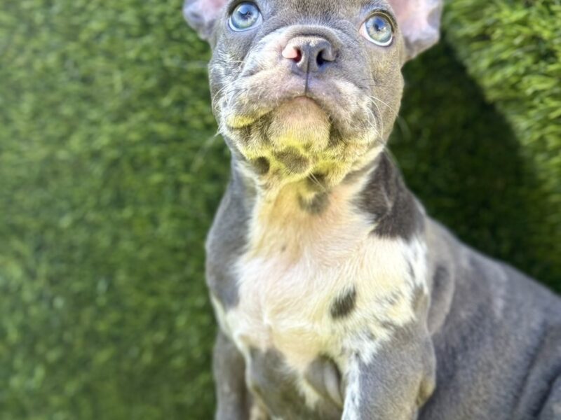 Francuski Buldog prelepi štenci