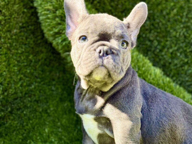 Francuski Buldog prelepi štenci