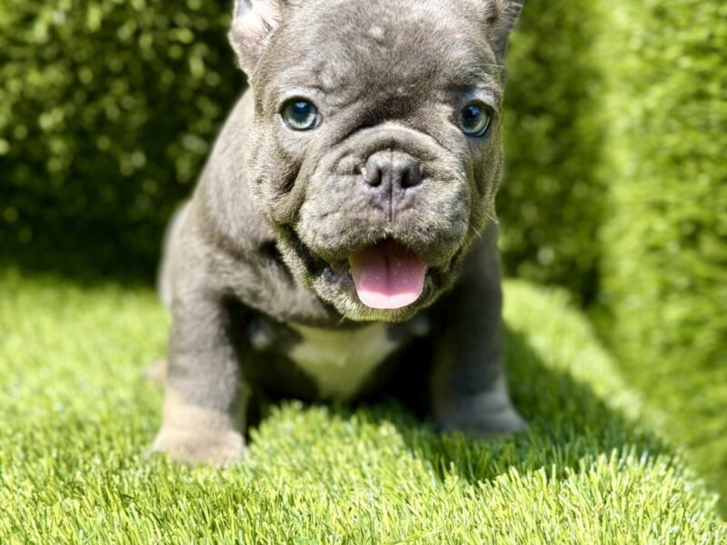 Francuski Buldog prelepi štenci