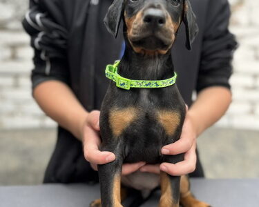 Prodaju se prelepi štenci dobermana, starosti 2 meseca