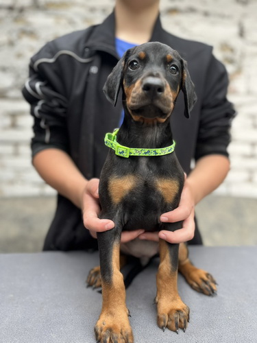 Prodaju se prelepi štenci dobermana, starosti 2 meseca