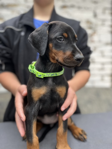 Prodaju se prelepi štenci dobermana, starosti 2 meseca