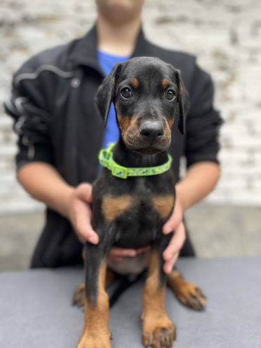 Prodaju se prelepi štenci dobermana, starosti 2 meseca