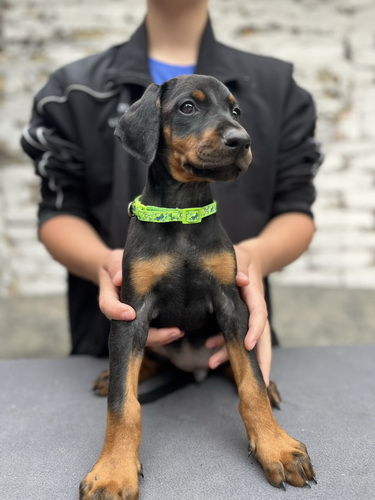 Prodaju se prelepi štenci dobermana, starosti 2 meseca