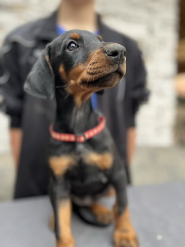 Prodaju se prelepi štenci dobermana, starosti 2 meseca