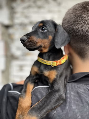 Prodaju se prelepi štenci dobermana, starosti 2 meseca