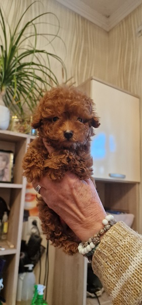 Prelepe patuljaste i toy pudle, štenci