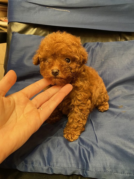 Prelepe patuljaste i toy pudle, štenci