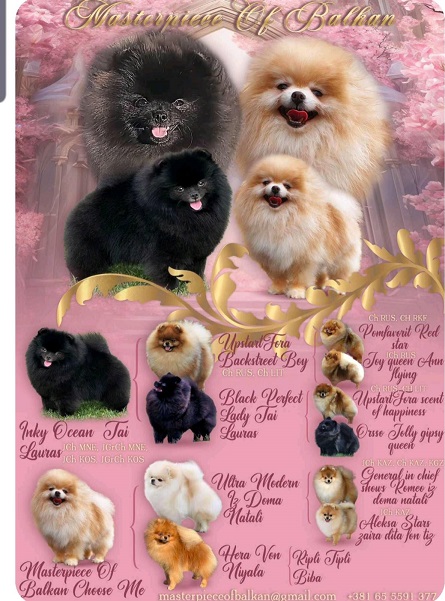 Pomeranac mužjak, spreman za parenje