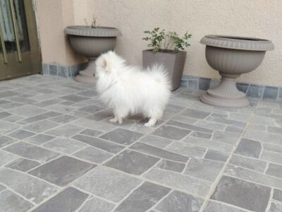 Štenci patuljastog špica