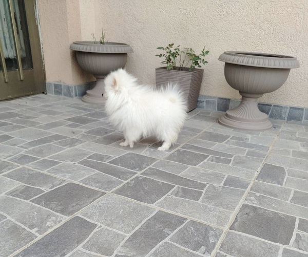 Štenci patuljastog špica