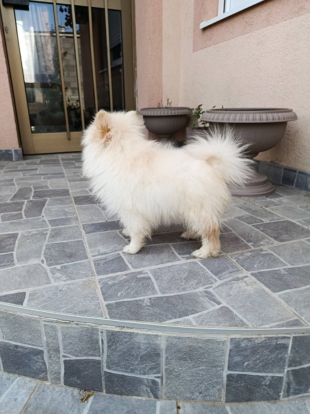 Štenci patuljastog špica