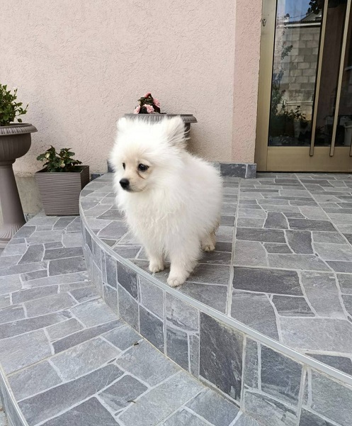 Štenci patuljastog špica