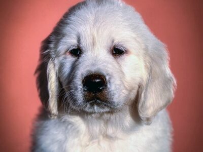 Zlatni retriver prelepi stenci