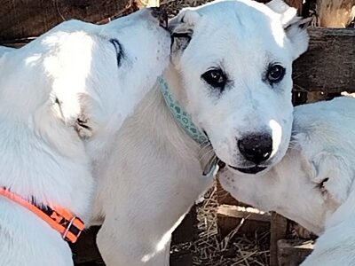 Prelepe ženke Srednjeazijslkog ovčara - Alabai