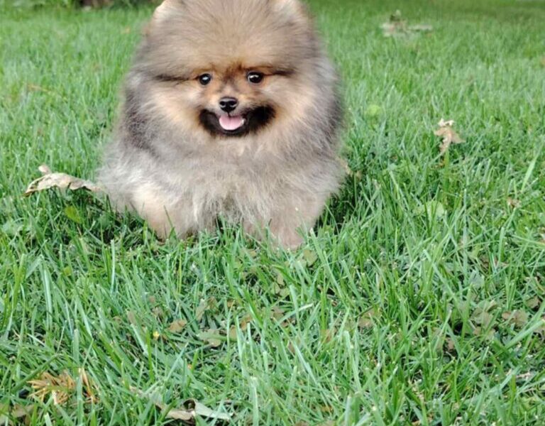 Pomeranac prelepi stenci