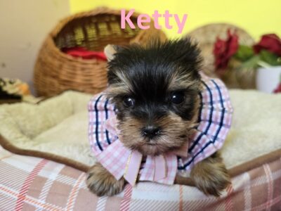 Mini Jorkširski terijeri jorki, ženka Ketty