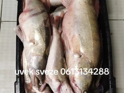 Prodajem svezu ribu