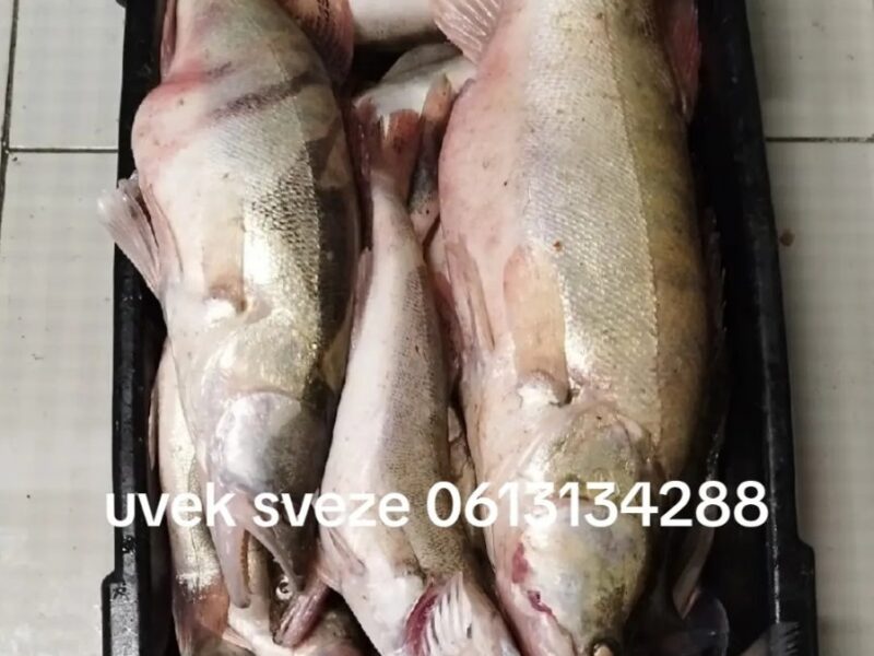 Prodajem svezu ribu