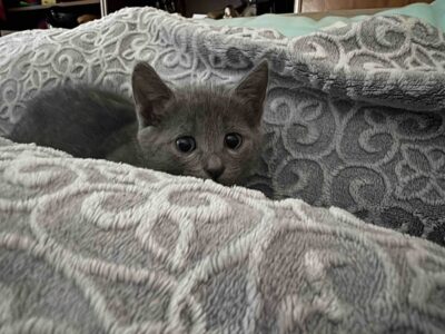 Ruski plavi mačići