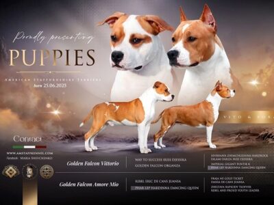 Americki Stafordski terijer