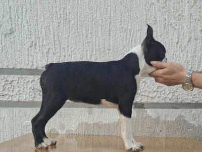 Bostonski terijer štenci