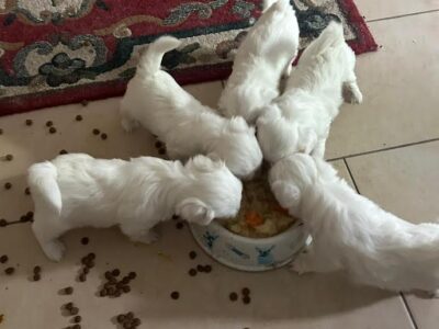 Štenci maltezera – rezervacija u toku