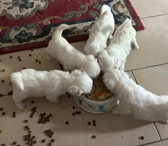 Štenci maltezera – rezervacija u toku