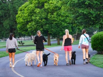 Potreban radnik u prihvatilištu za pse