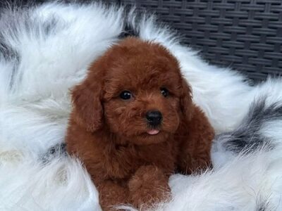 Crvena TOY PUDLA, prelepi štenci