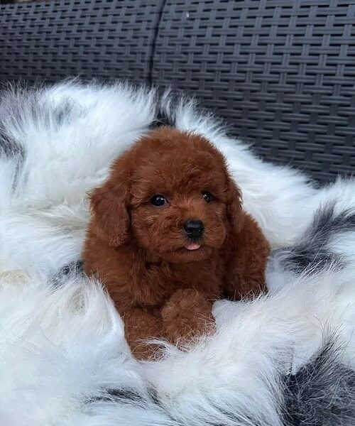 Crvena TOY PUDLA, prelepi štenci