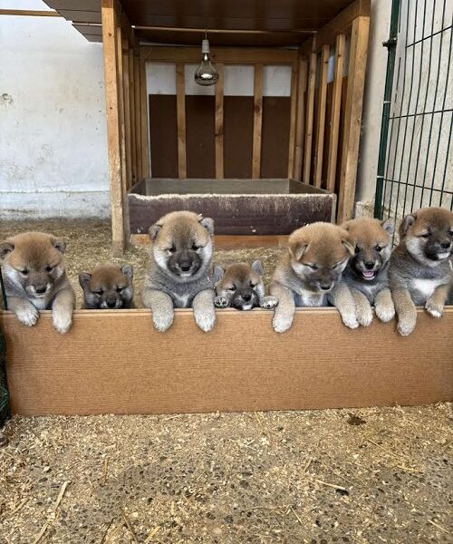 SHIBA INU, vrhunski štenci