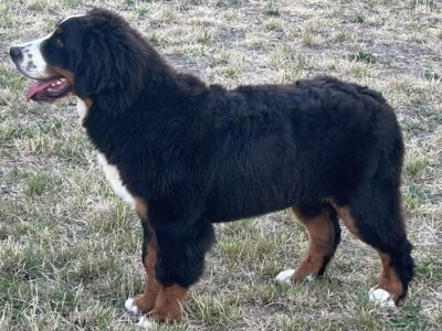 Mužjak bernskog planinskog pasa