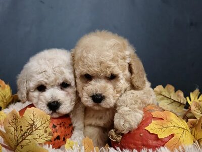 Maltipoo štenci, prelepe bebe