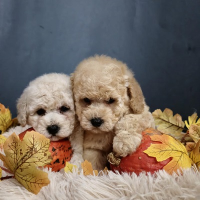 Maltipoo štenci, prelepe bebe