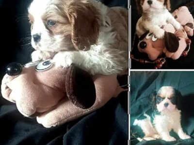 Cavalier King Charles štenci