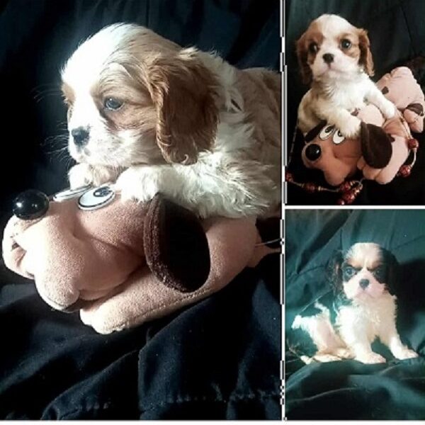 Cavalier King Charles štenci