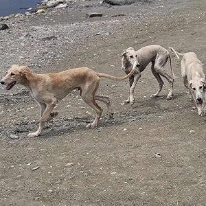 Persijski hrt SALUKI štenci