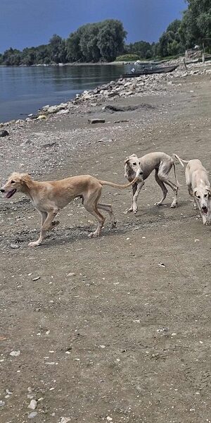 Persijski hrt SALUKI štenci