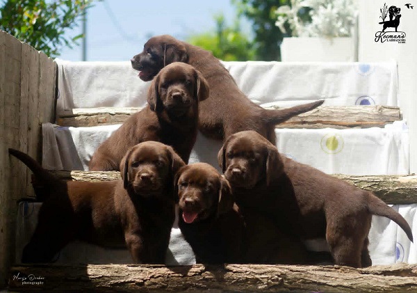 Čokoladni Labrador Retriver štenci