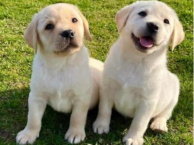 Labrador retriver štenci vrhunske krvne linije