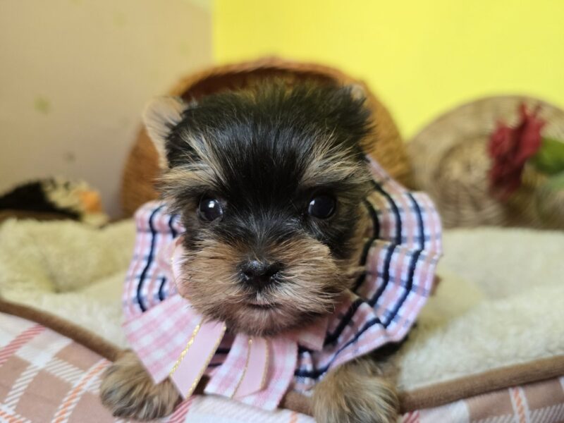 Mini Jorkširski terijeri jorki, ženka Ketty